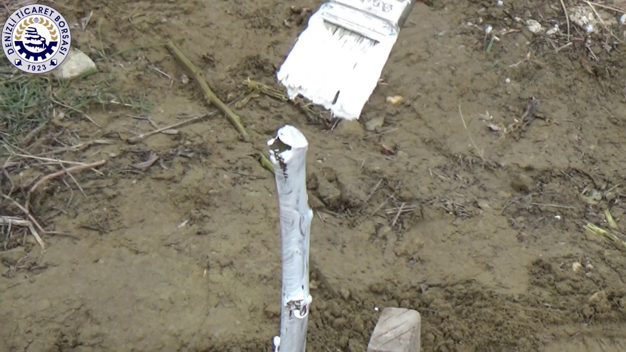 Aşılı Ceviz Fidanı Dikimi Bilgilendirme