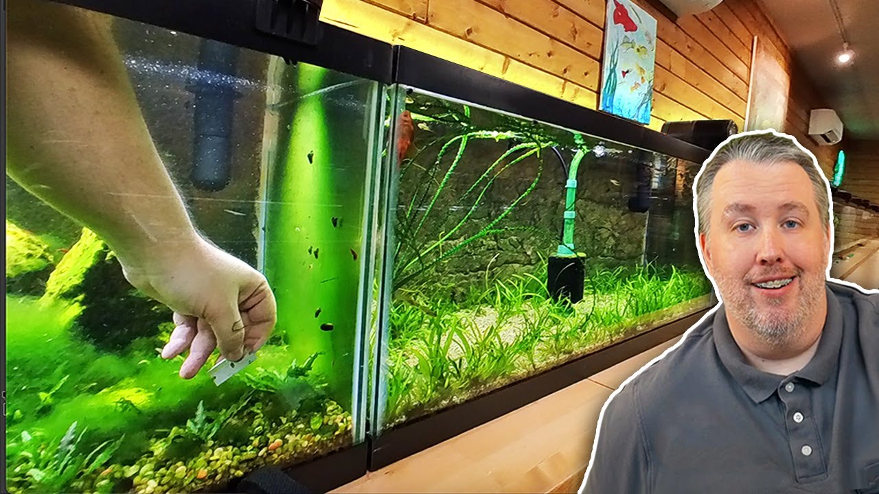 No se encontró la página  Fresh water fish tank, Fish tank themes,  Saltwater aquarium fish