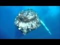 Our curious Humpback Whale