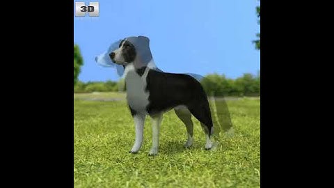 3D Model Border Collie at 3DExport.com