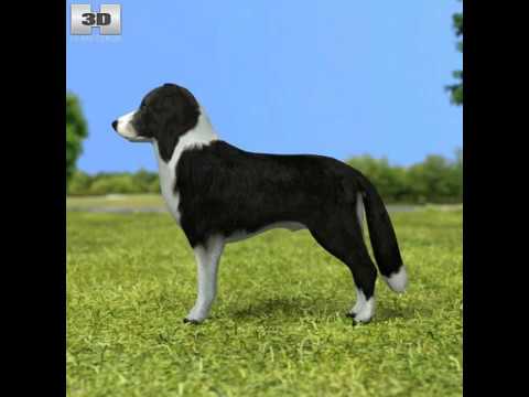 3D Model Border Collie At 3Dexport.Com