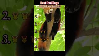 Cute red panda #redpanda #Interesting #foryou #funny #fyp #cute #pets #animals #prank #comedy
