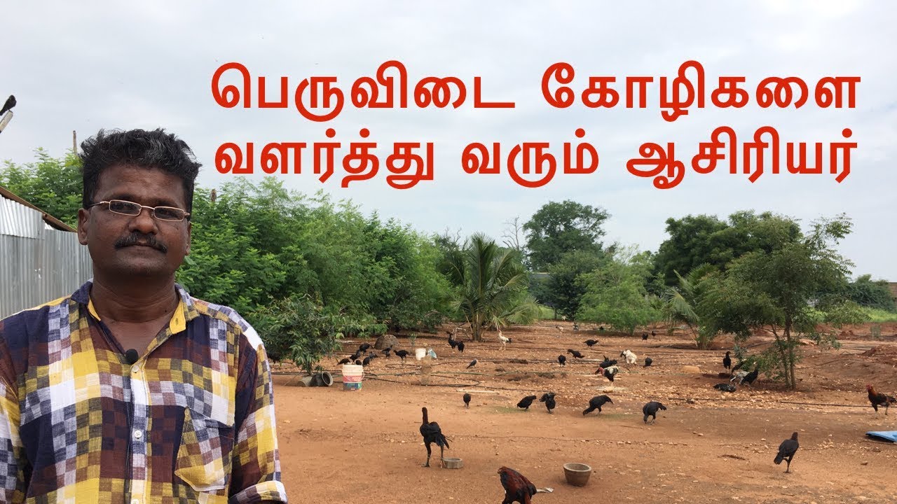 பெருவிடை கோழிகளை வளர்த்து வரும் ஆசிரியர் | Country Chicken