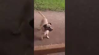 Dog Chases Owner in Ambulance🐶❤️