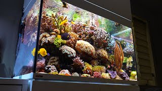 REEF TANK in 4k - Mixed coral reef aquarium *Reef Relax* by Reef Relax 8,378 views 1 year ago 9 minutes, 25 seconds