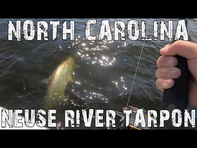 Catching North Carolina Tarpon 