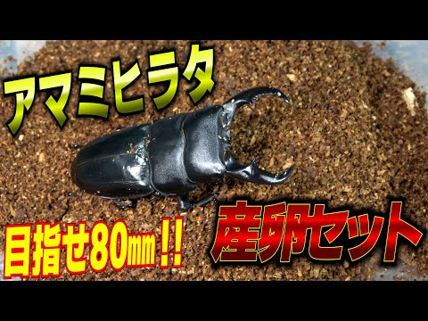 I put together a spawning set for Amami flathead. - YouTube