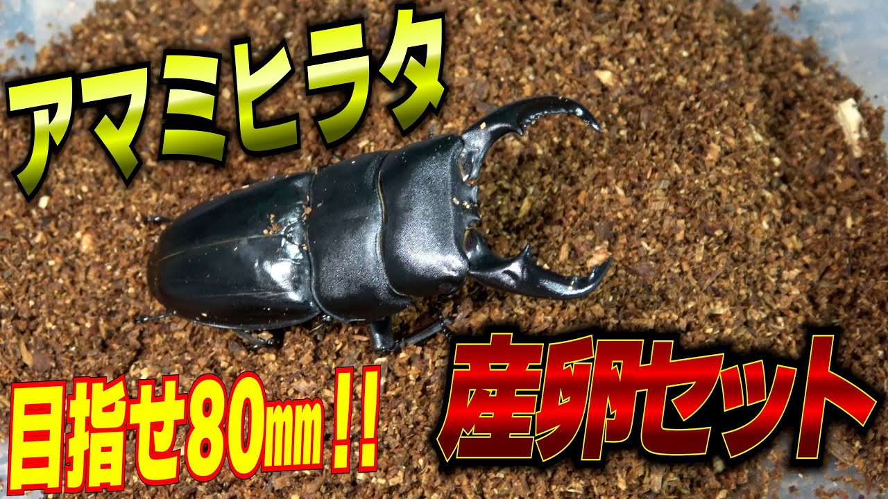 I put together a spawning set for Amami flathead. - YouTube