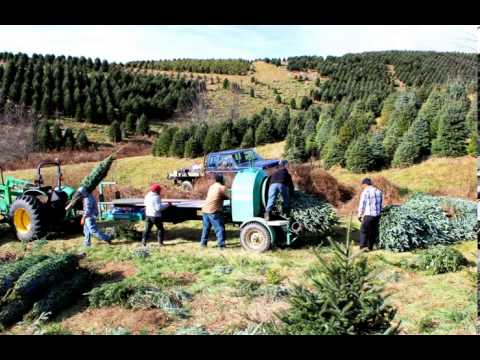 Christmas Tree Baler For Sale Christmas Tree Baler For Sale