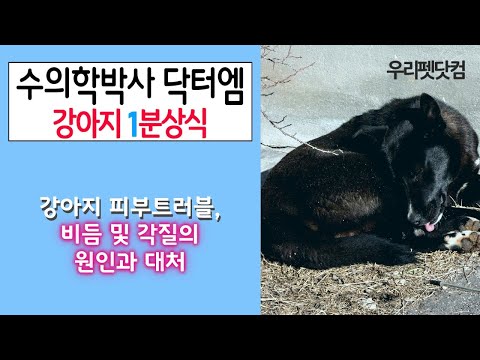 강아지 비듬 및 각질의 원인과 대처는 어떻게 해야하나요?