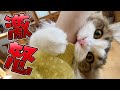 甘えんぼ猫が突然ブチ切れ噛みまくる！激怒の理由は…【激おこ】