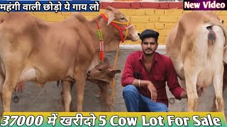 37000 में खरीदो 5 गाय 👌 ट्रांसपोर्ट फ्री 🎉 Low Price 5 Sahiwal Rathi Tharparkar Cow For Sale Video
