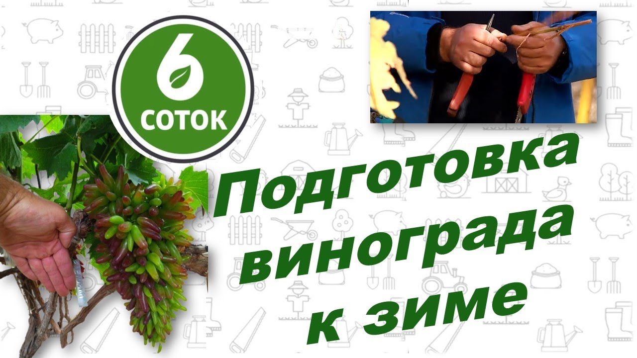 Подготовка винограда к зиме. - YouTube