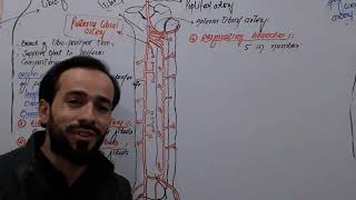 66. Posterior Tibial Artery Posterior Tibial Artery Anatomy Branches Relations