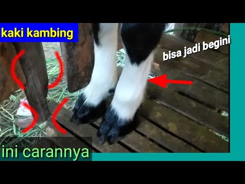 Video: Kaki Domba Diisi Dengan Suluguni