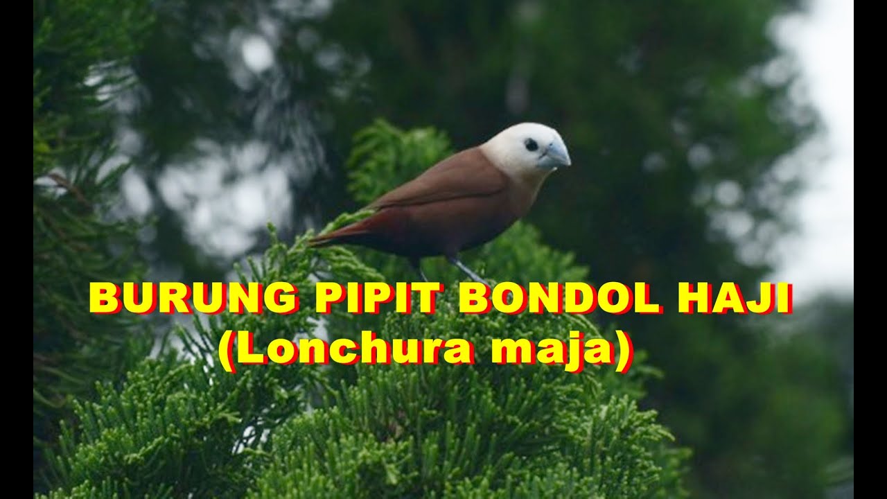Burung Pipit Bondol Haji Lonchura Maja Youtube