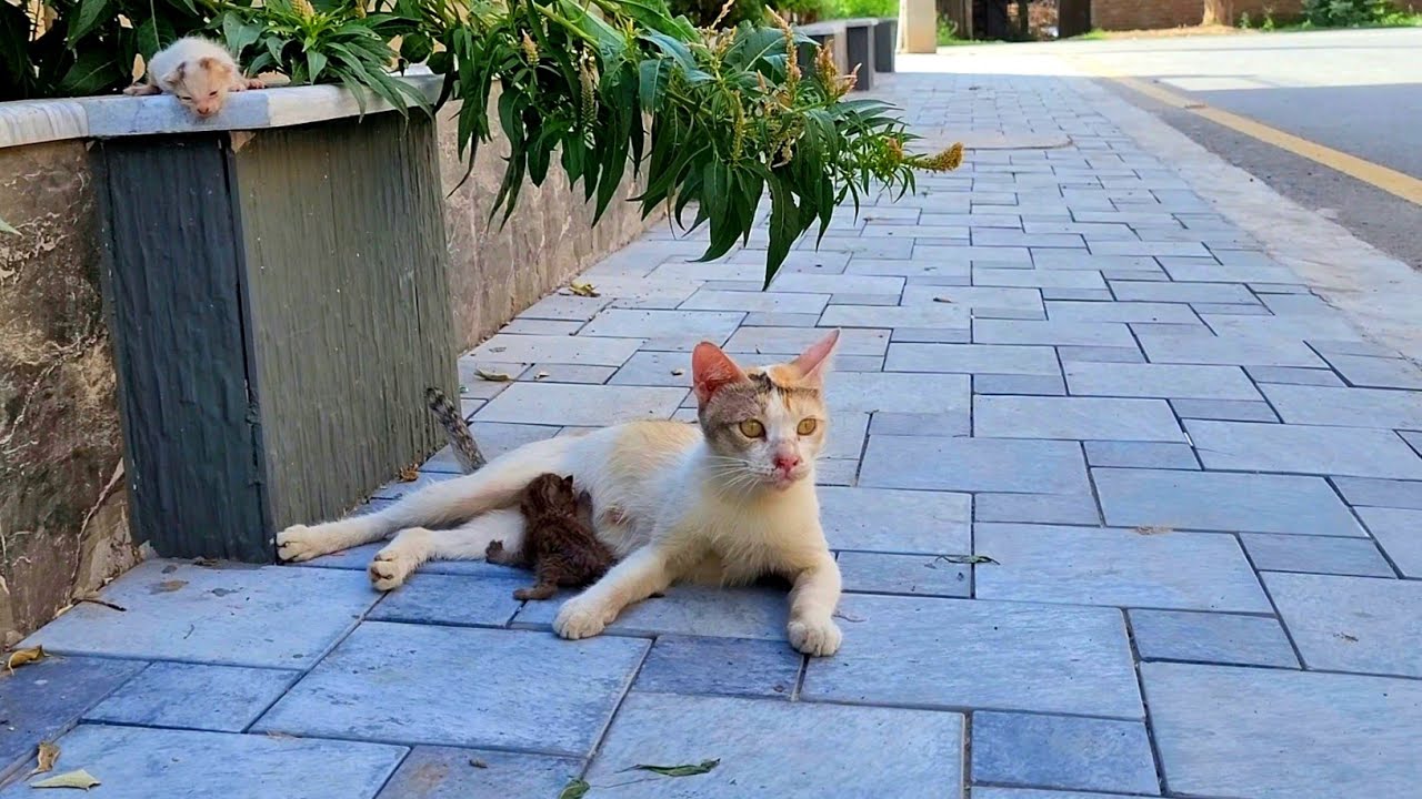 Mom Cat Was Thrown Out With Her Kittens In The Area Without Water