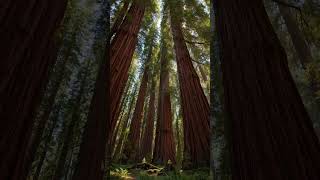 Looking Up at Giant Trees