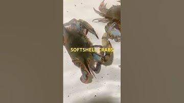 How are Softshell Crabs made?#crabs #seafood #softshellcrab