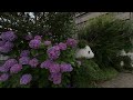 VR180 2021.6 Hydrangea blooms Tokyo Walking in Japan