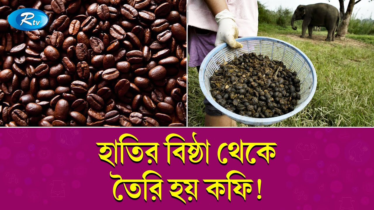 বিড়ালকে ছাড়িয়ে সবচেয়ে দামি, হাতির বিষ্ঠা থেকে তৈরি কফি? | History of coffee   | Rtv News