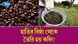 বিড়ালকে ছাড়িয়ে সবচেয়ে দামি, হাতির বিষ্ঠা থেকে তৈরি কফি? | History of coffee   | Rtv News