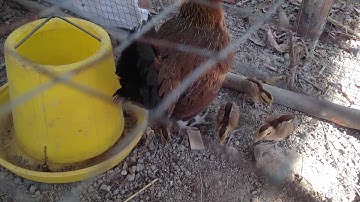 LỤM TRỨNG GÀ RỪNG VỀ ẤP NỞ ĐƯỢC 5 CON GÀ RỪNG RẶC