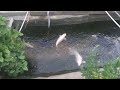 神戸動物王国錦鯉