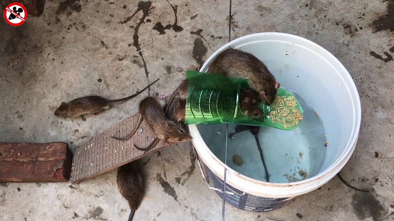 Fabriquer un piège à rats PUISSANT comme au Moyen-Age 😲🐀 