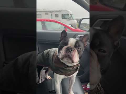 Video: Hond links buiten gebonden in gietende regen ging recht op de dodencel af