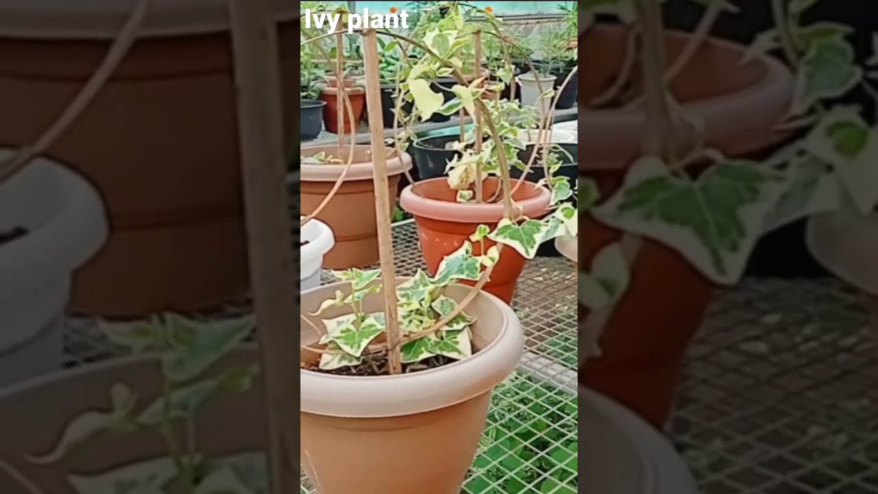 common name: Variegated English Ivy plant | Scientific name: Hedera helix | Family: Araliaceae.