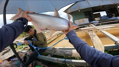 Câu cá tra sông mùa nước đổ sau bao ngày vắng mặt nay có lại cảm giác kéo cá