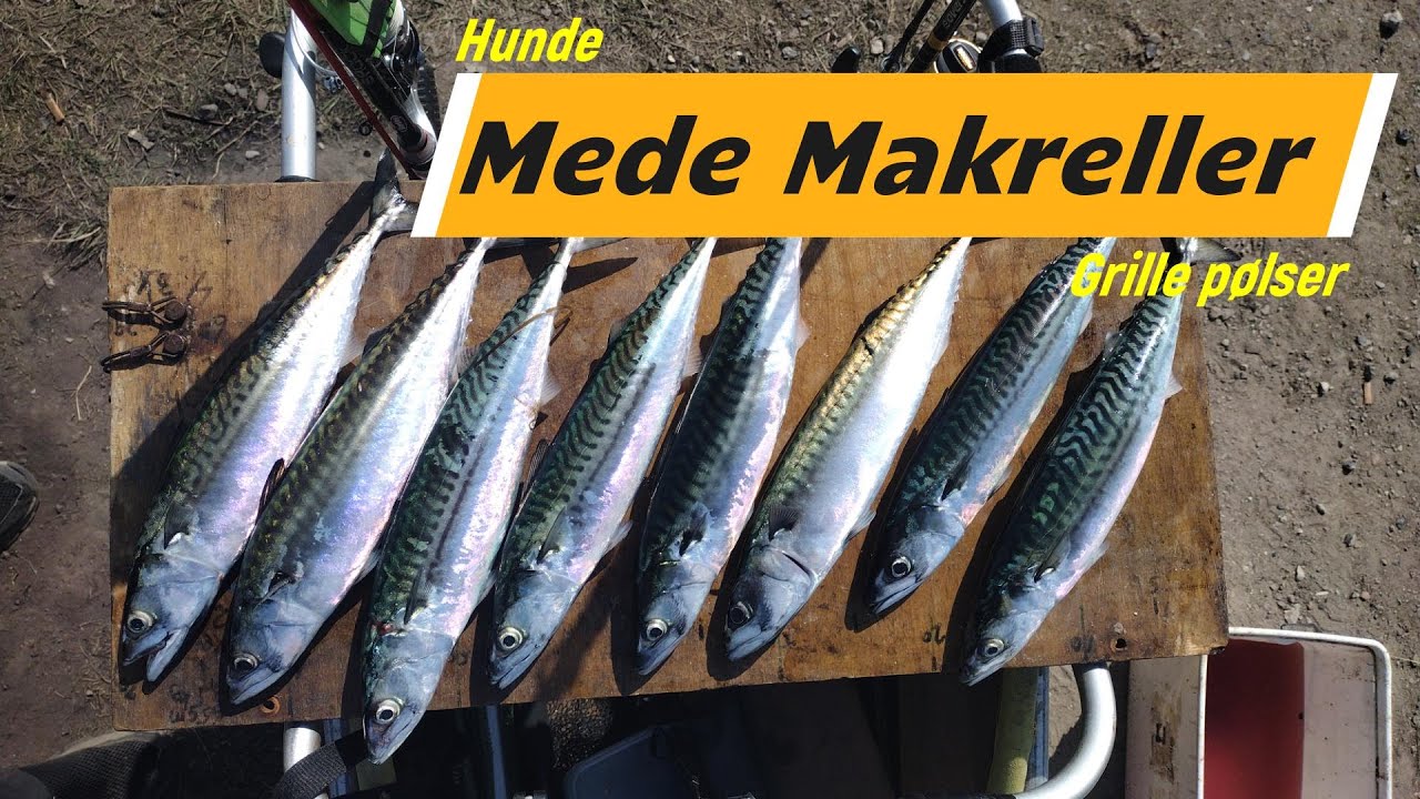 Mede Makreller, Prøvestenen, August  2024 (4)