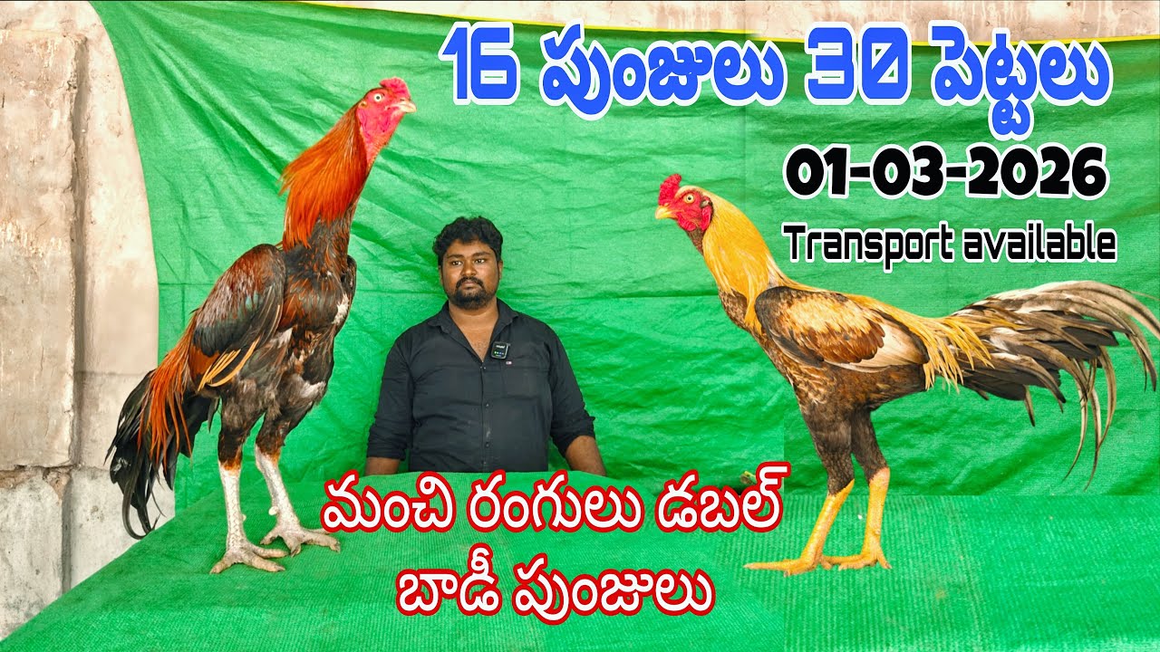 (01-03-2026) ఈ ఆదివారం స్పెషల్ 16 పుంజులు 30 పెట్టలు మంచి రంగులు డబల్ బాడీ పుంజులు@mkpets786 