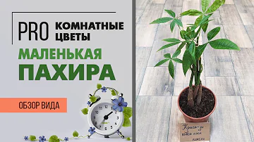 Пахира маленькая с заплетенными стволами. Почему желтеют и опадают листья у пахиры