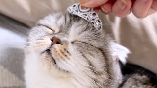ぐうが5歳になりました！ぽんちゅーるでお祝いしたら食いつきがすご