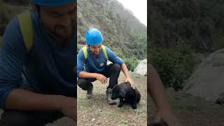 Himalayan Sheepdog