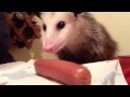 Pet opossum eating