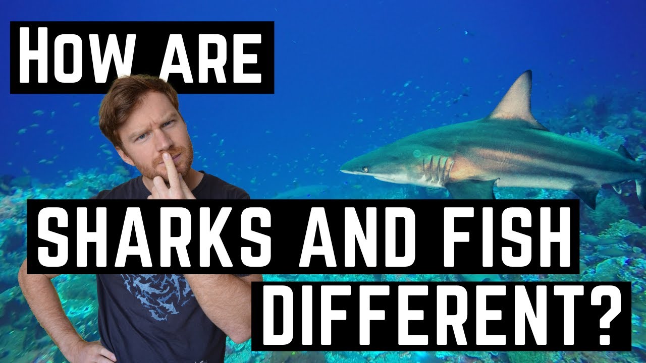 How Are Sharks And Fish Different? What Makes Sharks So Unique From Most Other Fish In The Ocean!?