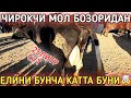 КАШКАДАРЁ ВИЛОЯТИ ЧИРОКЧИ МОЛ БОЗОРИ 2020 16-ДЕКАБР QASHQADARYO CHIROQCHI MOL BOZORI 2020 16-DEKABR