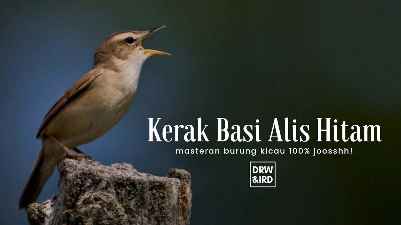 Masteran Burung Kerak Basi Alis Hitam JOOSSH! 