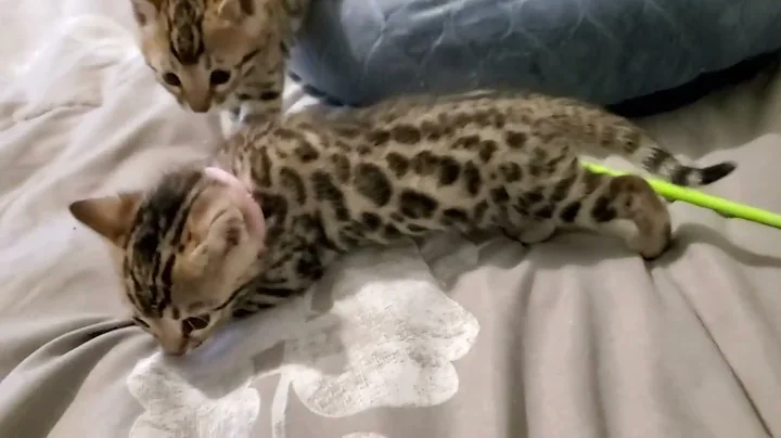 Watch the video about 💕Ginger's Beautiful Rosetted Kittens are 5 Weeks Old😺🐾