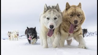 Каталог пород собак.Гренландская собака (Greenland dog)