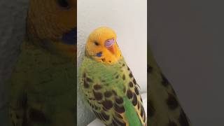 Remziye Nazar Değdi Sandık Ama Finali İçimizi Rahatlattı