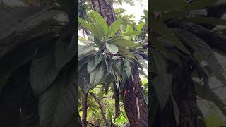 Planta del mispero o vispero