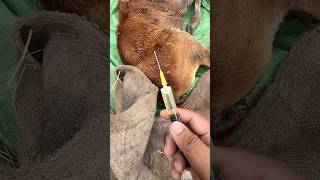 Injection intramuscular || #intramuscularinjection #cowinjection #cattledisease