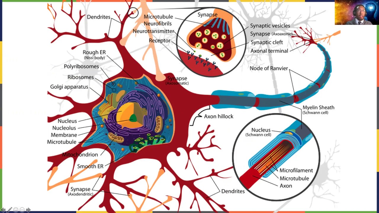 Introductory Psychology | Biopsychology | Cells of the Nervous System ...