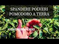 Come facciamo il Trattamento a secco Pomodoro pieno campo #11