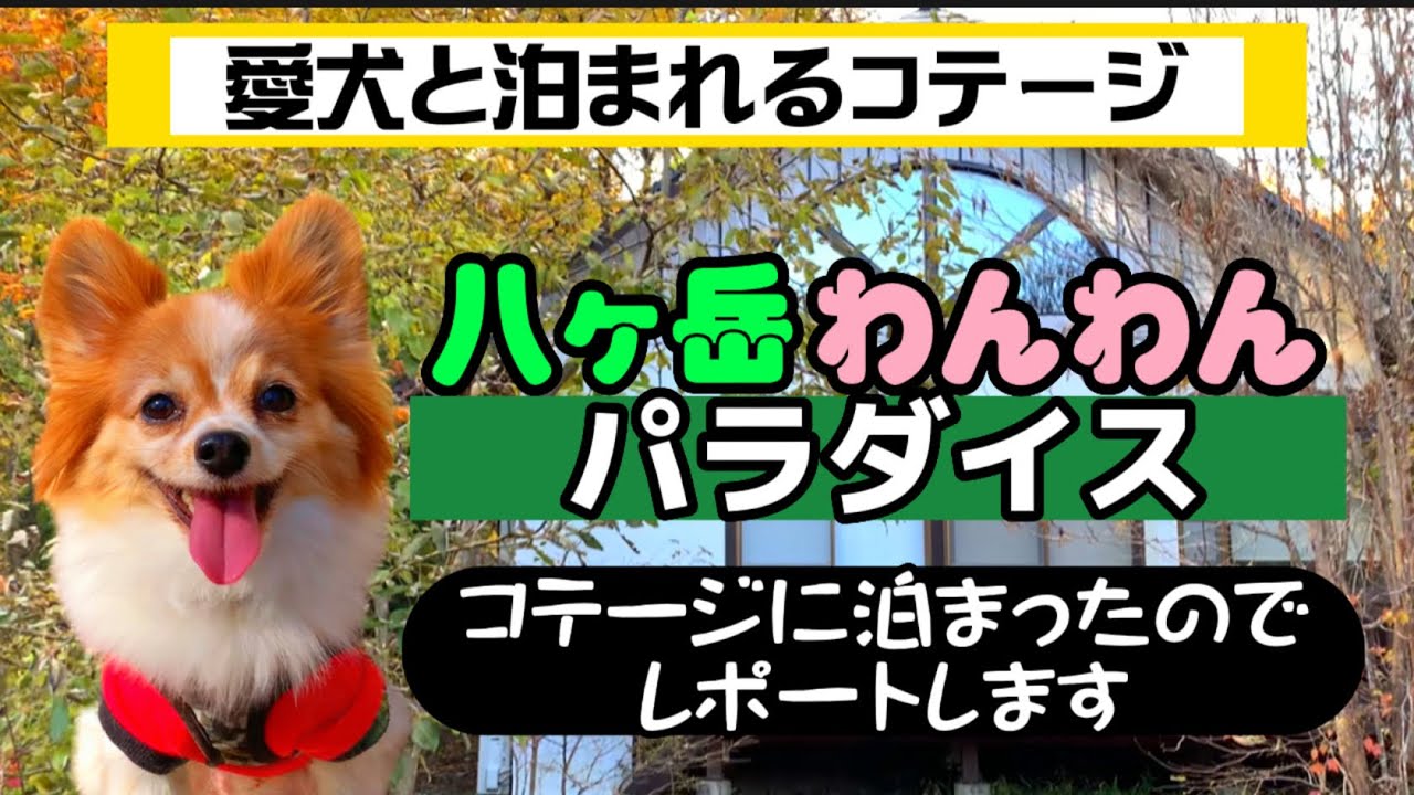【愛犬と行く旅行・山梨 八ヶ岳】愛犬と泊まれるコテージ 八ヶ岳わんわんパラダイス お泊まりレポート