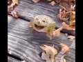 Jumping frog